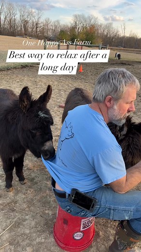 353K views · 12K reactions | Ready for these days this year! Hate the long days of hay season. But love the donkeys being able to be outside playing more. #reels #fbreels #onehappyassfarm #farmlife #donkey #therapy #animals | One Happy Ass Farm | Facebook