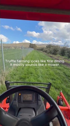 POV: you thought truffle farming was white tablecloths and violins...