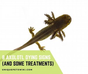 8 Axolotl Dying Signs (and Some Treatments)