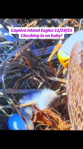 12/29/25 | Captiva Island Eagle Nest 🦅 Bonnie & Clive — experienced parents with 7 successful fledges together 💪 Egg 1 hatched Dec 21, egg 2 still intact… watching closely 👀 🎥 Courtesy of Window to Wildlife #CaptivaIsland #BaldEagles #EagleNest #HatchWatch #FloridaEagles