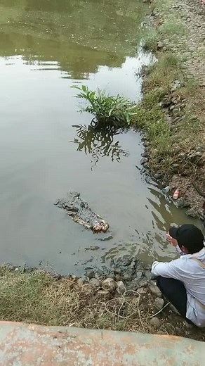 Alligator Encounter: Safe Interaction Tips