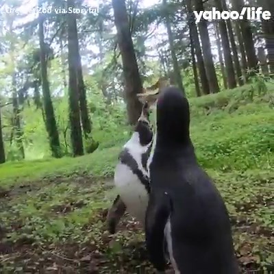 141K views · 694 reactions | Penguins Nacho and Goat went on a special hike at the Oregon Zoo.  | Yahoo | Facebook