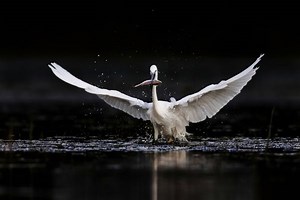 Egrets: The birds whose plumage was once more valuable than gold — and whose plight inspired the creation of the RSPB