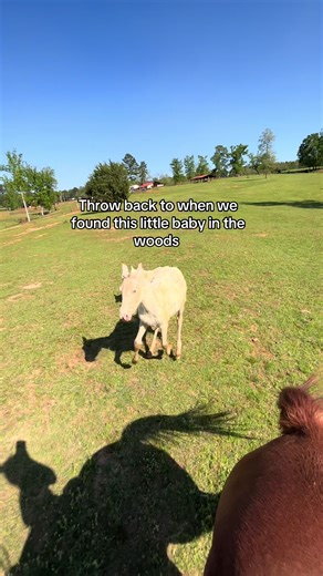 #fyp #horses #equestrian #horsetok #foryoupage | horses