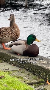 Why they always winking though 🦆😉😂 #ducks #funnyanimals #mallards #funnyanimals #nature | Doc’s Carvings and Collectibles