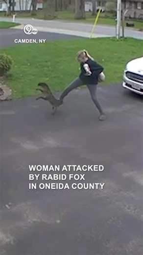The video shows Brooke Robinson walking from a car towards a home on April 23, around 1 p.m., with a fox closely behind her. The animal then jumps at her foot and latches on. Robinson tries to shake the fox off, but it hangs from her leg before it falls, and she kicks it. You can find the full story at LocalSYR.com #localnews #syracuse #newyork #news