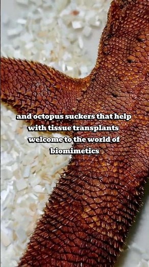 Biomimetics: How Nature’s Designs Are Shaping Our Future 🧬🌿