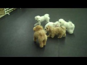 Puppy and small dog playgroup Maltese shows her stuff