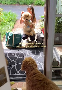Mom let me go!! Didn’t even look back once 🤣🤣 #cutedogsoftiktok #goldenpuppy #dogsoftiktok #dogmom #goldenretriever