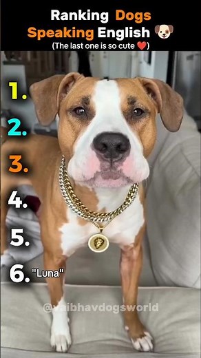 Top 5 Funniest Dog Speaking Moments 😂😂 #shorts #funny