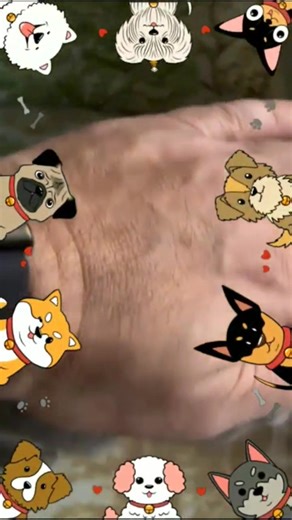 Leo smells chicken and bananas _chicken _funnyanimals _catvideos _funny _cats | PawLoop | Facebook