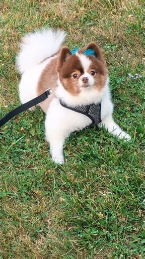 Classy, Sassy, Smart and Cute! 🐶👌 #classy #sassy #smart #cute #pomeranian