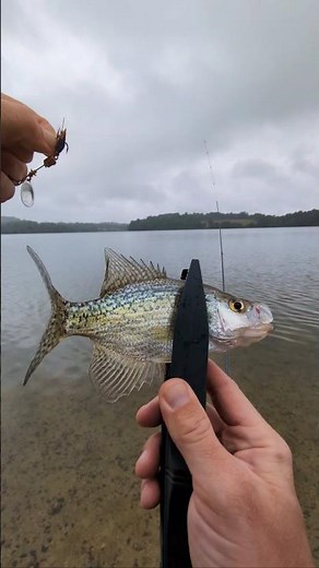 Catching a Crappie with Mepps Aglia 1 Spinner fishing lure #fishing