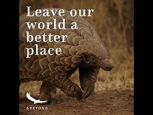 A pangolin’s journey from rescue to release with &Beyond