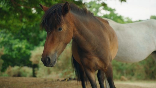 1.1K views · 31 reactions | Welcome to the New Forest National Park!...