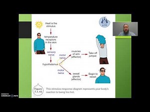 Somatic & Autonomic Nervous Systems