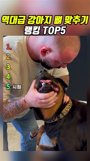 역대급 강아지 뼈 맞추기 랭킹 TOP5