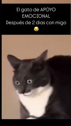 Creo que bugee al gato #gatos #michis
