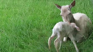 1.3M views · 11K reactions | NAISSANCE D’UN FAON BLANC TRÈS BLANC… Un petit montage permet d’éviter une longue attente tout en conservant les moments essentiels de cette NAISSANCE… J’espère désormais en filmer une autre,… et, cette fois,… on demandera au Vent de se calmer… MERCI à vous d’avoir apprécié ces merveilleux moments comme je les ai apprécié en les enregistrant… et passez une Bonne Semaine… | Moulin de Poyaller | Facebook