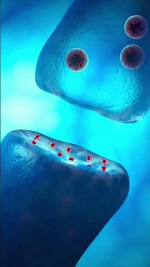 How Neurons "Talk": The Secret of Your Brain! #science #biology #trendingshorts #trending #trend