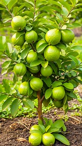 77K views · 328 reactions | Fruit to plant || How to grow guava plant at home || Tips & tricks in this video #fblifestyle #shortsvideos #hilights #shorts #share #reels #foryoupageシ | Amd MultiMedia | Facebook