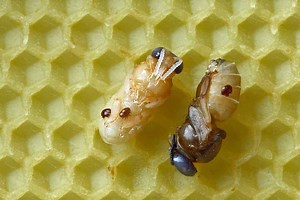 The Controversial Topic of Treatment-Free Beekeeping - PerfectBee