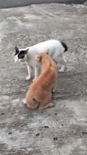 #remix #music #cat #fighting #funny old and no one cares