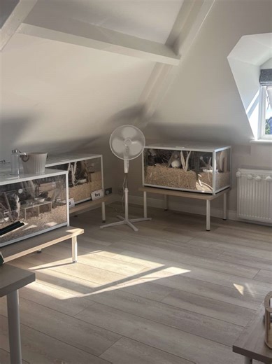 Hamster and Rabbit Pet Room Tour