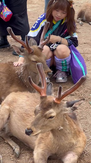 Summer Magic in Nara Park: Tourists Fall in Love with Friendly Deer! #narapark #deer #nature #japantravel #viral | NARA DEER