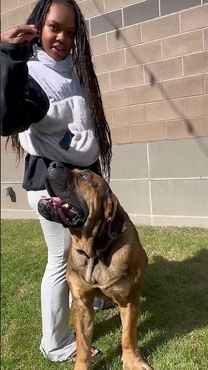 Boerboels Dog reward base training #boerboel #boerboelpuppy