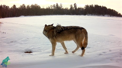 On New Year’s Day, we captured this footage of the Blackstone Pack, a large, predominantly Canadian Pack, trespassing deep into the Listening Point Pack territory on the Kabetogama Peninsula. The Blackstone Pack was a large pack at the start of early winter as we had several observations of 9 wolves together. By mid-to-late winter, though, the pack seemed to have dwindled to 5-7 members. However, we do not have great data on the changes to this pack's size because the pack’s territory is predomi