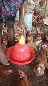 How to install the drinkers. | Rabiu Halima