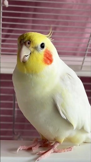 Adorable Cockatiel Jerry's Super cute Singing Moments 🎶🦜🥰 #cockatielscraze