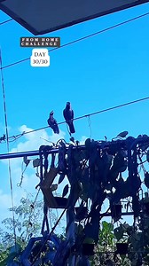 4.9K views · 161 reactions | Nature From Home Challenge Day 30/30 Name : Asian Koel (baby) Scientific Name : Eudynamys scolopaceus Sighting place : just outside our house Location : Jodhpur, Rajasthan India #naturefromhomechallenge #day30 #cuckoo #asiankoel #naturechallenge #30daysnaturechallenge #reconnectwithnature #naturearoundyou #nature #birds #animals #ecosystem #birdsaroundme #birding wildlife | How To Invite Birds | Facebook