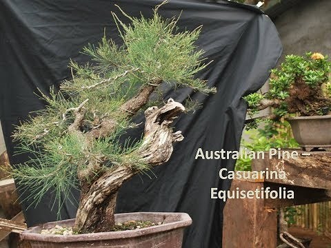 Australian Pine – Casuarina Equisetifolia