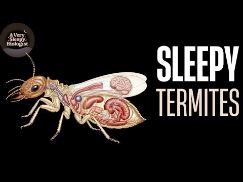 How Termites Build 40-ft Catheral Mounds | A Very Sleepy Biologist
