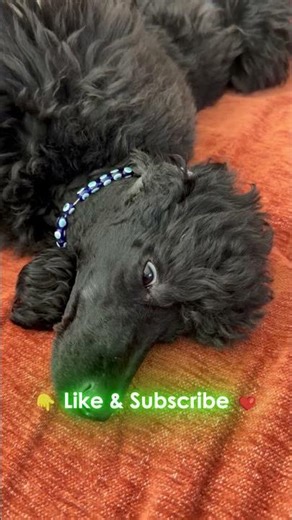 Someone is NOT happy about the rain! 🥺🌧️ #Kira #puppy #cute #funnydog #poodle #viral #pets #animals