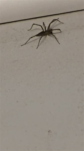 Funnel Weaver Spider (Grass Spider)