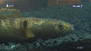 1.1M views · 8.1K reactions | Ikan gabus bisa dibilang penguasa air tawar. Selain pintar memangsa di air, ikan gabus juga pintar melompat dan berjalan di darat lho. #SiOtan | TRANS7 | Facebook