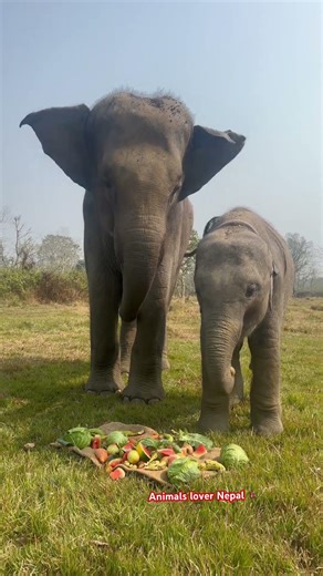 Puntya and sita(mom) having lots of fruits