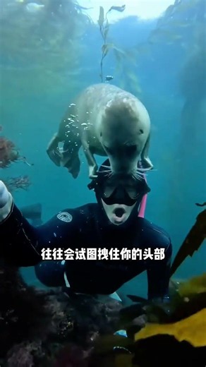 如果你溺水，救你的可能是一隻海豹 #海豹 #動物科普