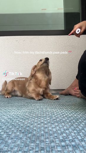 Dachshund Puppy Training Tips in 45 Minutes