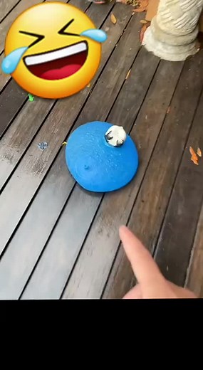 Interactive Panda-Shaped Stress Relief Toy Experience