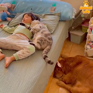 2.3M views · 91K reactions | The cat's love for baby  | Animal Life | Facebook