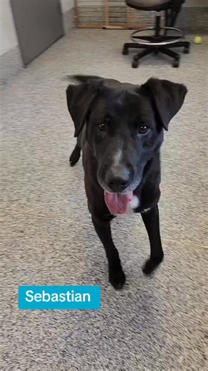 Time is ticking! We only have until 1/31/25 to rescue Sebastian and can’t do so unless we have an approved foster. Do you have a quiet home where this 63 lb., 8 yr old boy could stay calm for 2 months while he recovers from heartworm treatment? Sebastian is dog and cat friendly but it’s short leash walks only (he does pull on leash) for the next 60 days. Just look at this face. Message us if you can help save this hunk! #fosteringsaveslives | Almost Home Dog Rescue NC