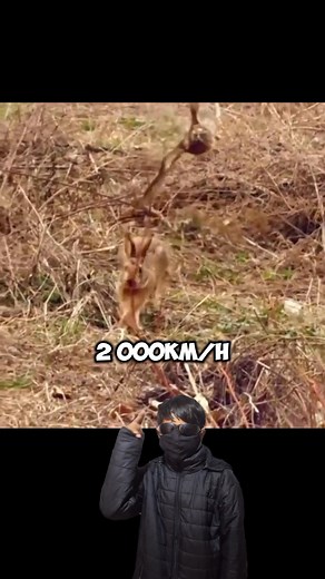 Alcón contra el conejo #fypシ゚viralシ #animalessalvajes #Alcon #animales #naturaleza #salvaje #conejo | Tu mochilero