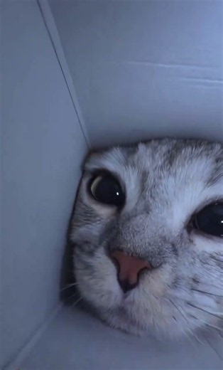 Cat cam pov #cute #cat