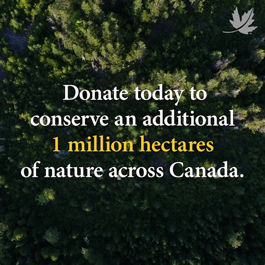 Canada is home to nearly 10% of the world’s forests. And with that comes a global responsibility. Forests are key to addressing the twin crises of climate change and biodiversity loss, but only if they’re healthy and intact. 🌲✨ We are working with Indigenous Nations and communities, and partners to conserve and sustainably manage forests across Canada. Let’s keep these ecosystems, the cultures, species and knowledge rooted in them thriving! Learn more: https://brnw.ch/21wT3V4 #ForestsBreatheLif