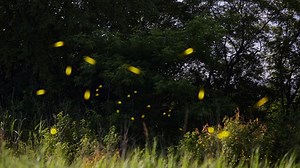 Firefly populations are dwindling. Here’s how you can help - Five Rivers MetroParks