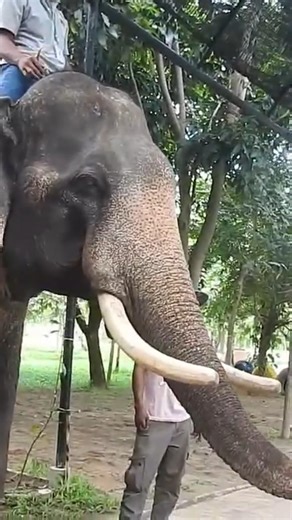 feeding elephant and kids play with elephant